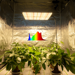 Quantum Board Led Grow Light 150W para ambientes internos