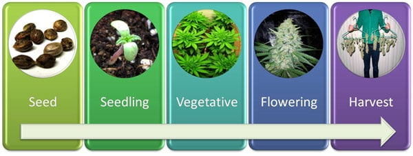 Cannabis-seedlings-to-harvest