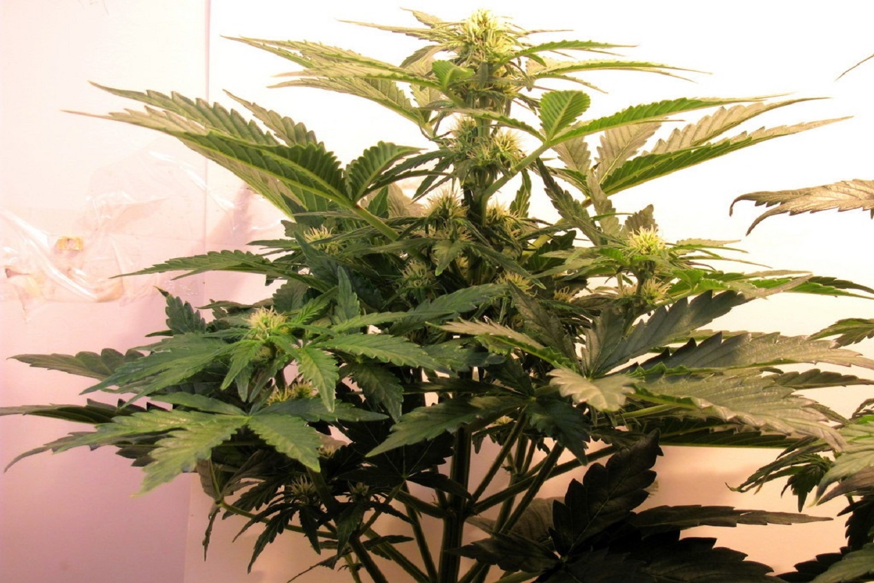 How long does it take to grow cannabis indoors？